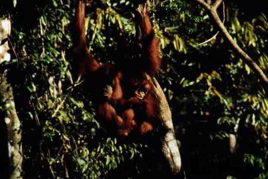 bukit lawang